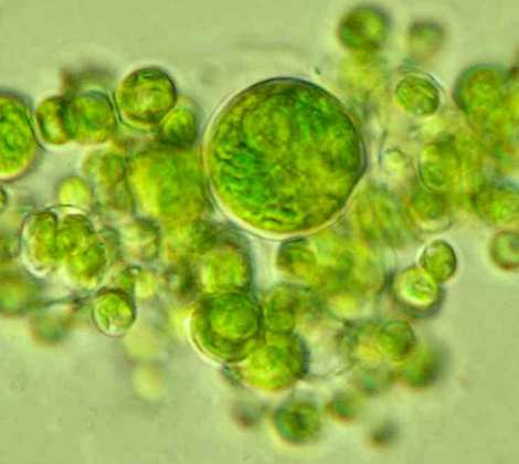 zöld alga mikroszkopikus nagyításban