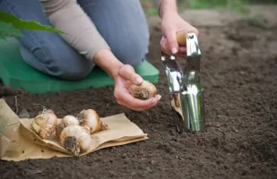 Hagymaültető kézi szerszám (6 cm) 410 rozsdamentes acél,FSC fa nyéllel